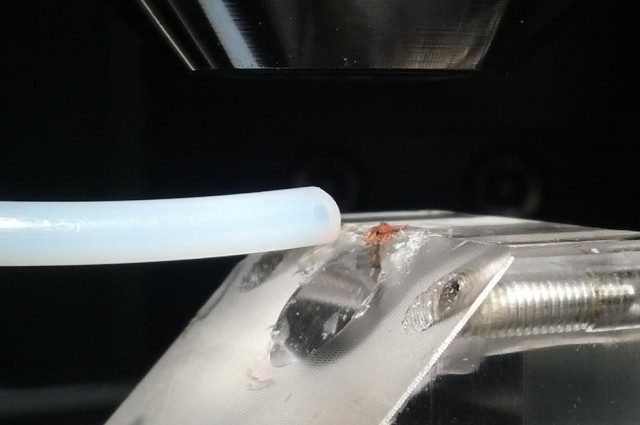 cancer sniffing flies