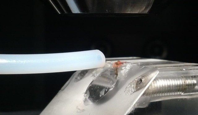 Fruit flies have been genetically modified to GLOW when they detect cancer
