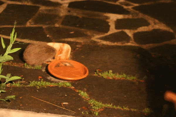 A Hedgehog eating from a bowl on a patio, captured by a hedgehog cam