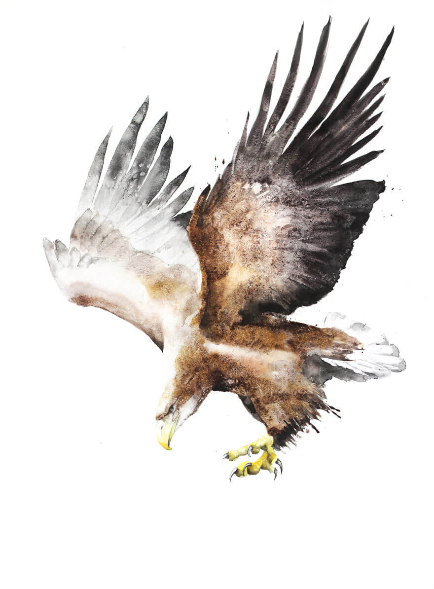 Flying Birds Always Aroused My Admiration, Which Is Why I Want To Illustrate Them