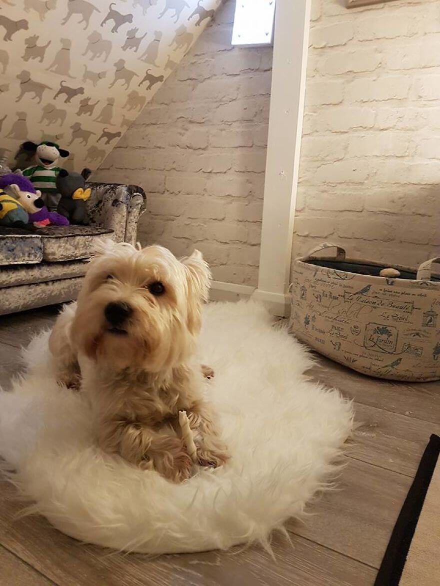 Our Dog Was Getting A Human Sister, So I Built Her A Room Under The Stairs – It Turned Out Better Than Expected