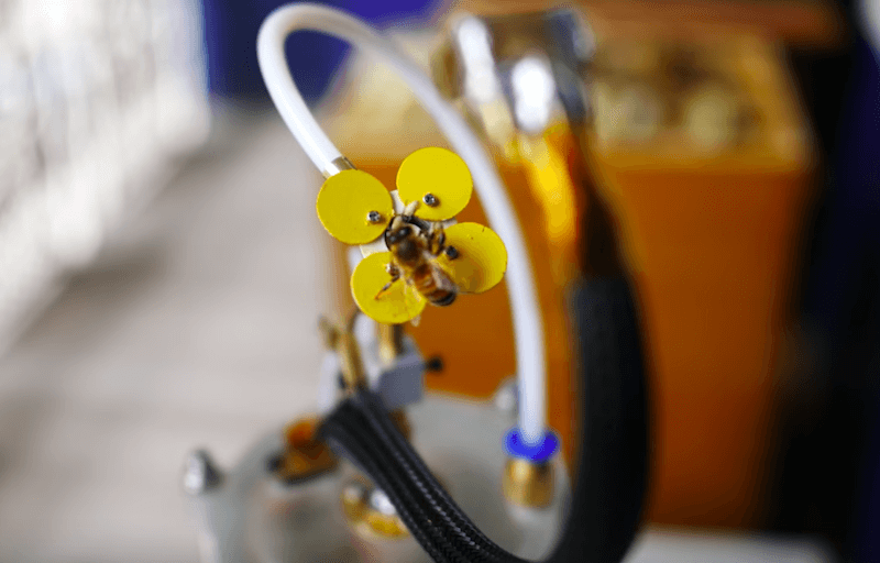 Can the 3D Printed Synthetic Pollenizer Help the Bee Population?