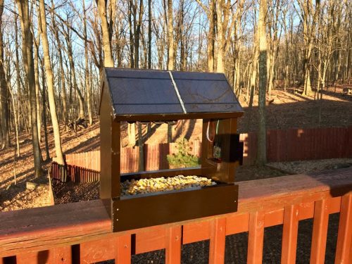 Raspberry Pi- and solar-powered nature camera