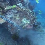 reef damaged by anchor