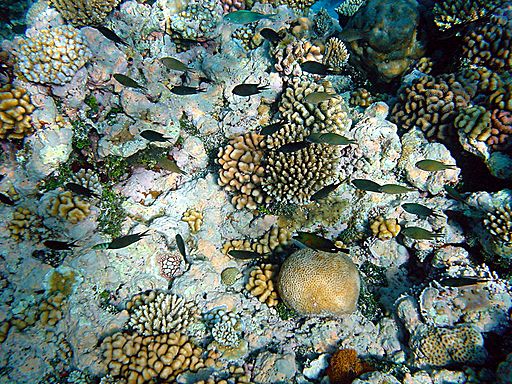 Coral reefs with fishes
