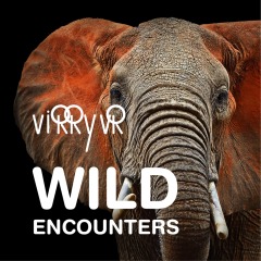 Virry VR: Wild Encounters