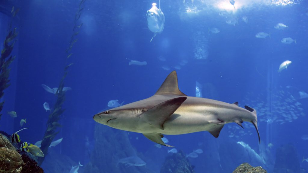 Discovery’s Shark Week Comes to Viveport