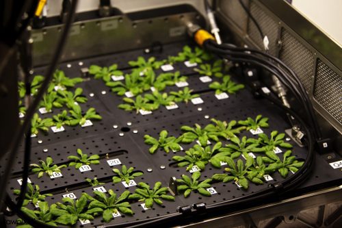 A neat grid of small leafy plants on a black plastic tray. Metal housing and tubing is visible to the sides.