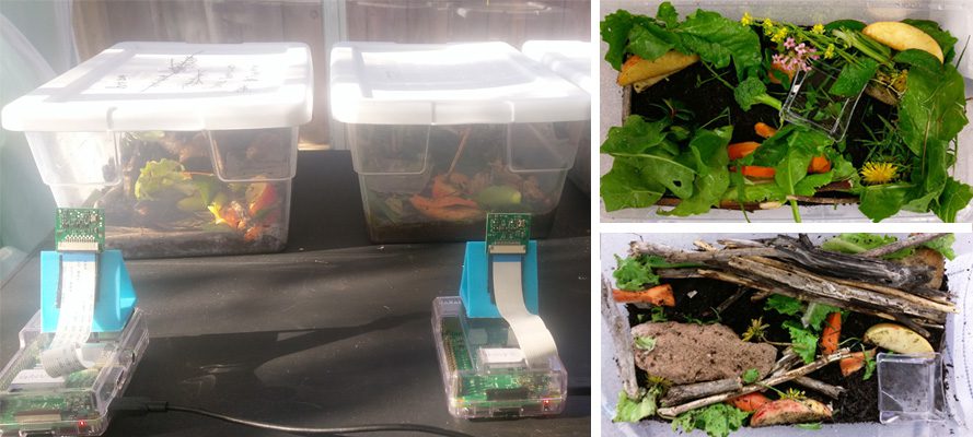 Raspberry Pi snail habitats for Mrs Nation’s class