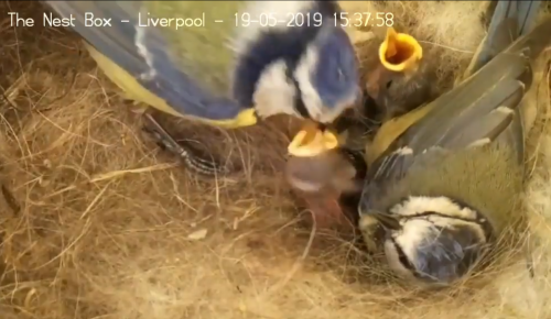 A pair of blue tits feeds their chicks in a woolly nest