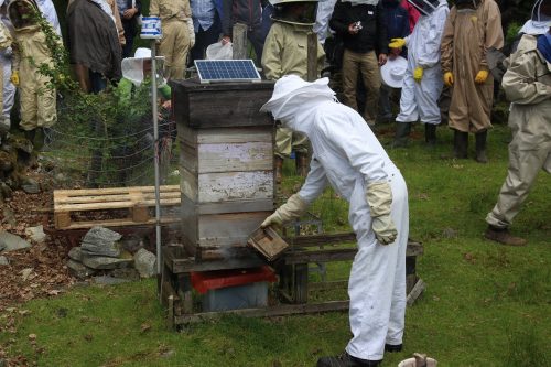 Spectators in protective suits watching staff monitor the beehive