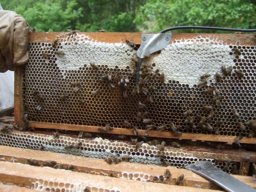 Bees interacting with the temperature probe