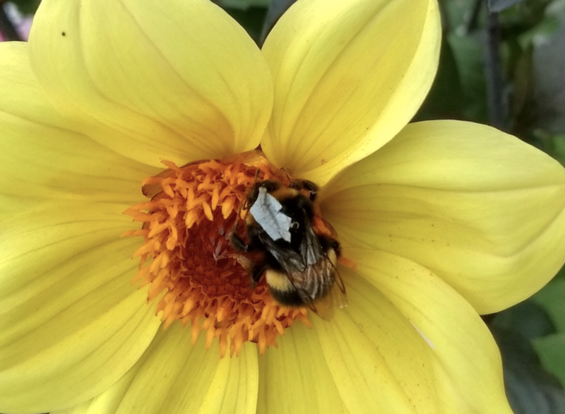 The retroreflective tags placed on the bees are made of the same fabric as the high-visibility vests worn by cyclists