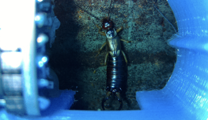 An as-yet-unresolved issue is how to photograph booth visitors, such as this earwig, from the bottom as well as the top to aid identification