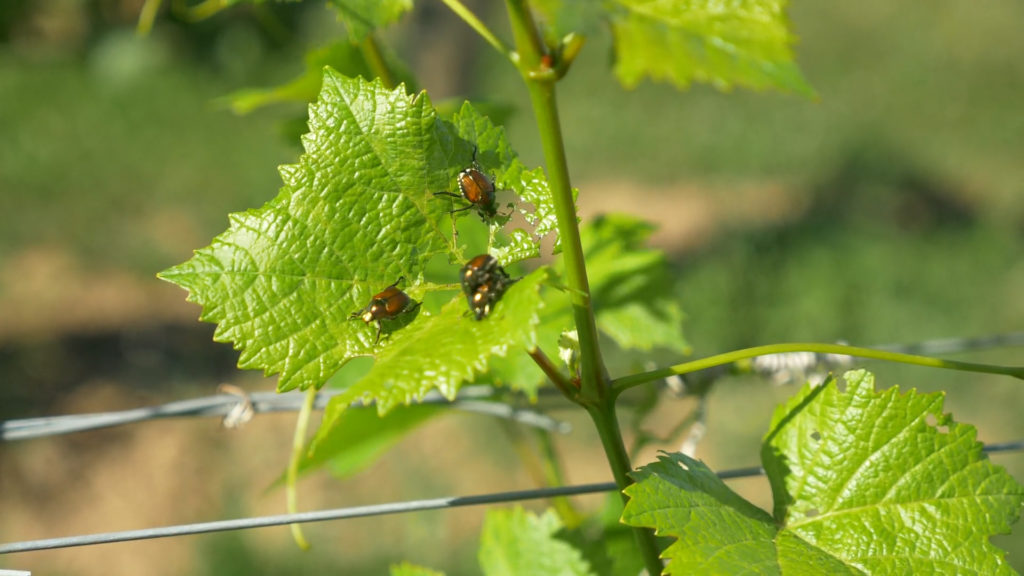 Vineyard pest monitoring with Arduino Pro