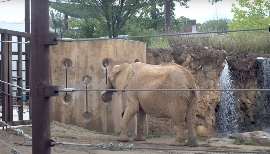 Zoo elephants get a musical toy to enrich their lives